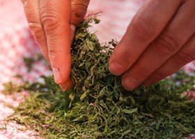 A detailed image showing hands sorting dried herbs on a patterned cloth. Perfect for culinary themes.